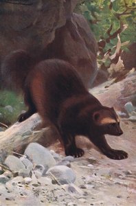 Falánk vagy rozsomák, a Wildlife of the Worldből, Frederick Warne & Co, 1900 körül alkotó: Wilhelm Kuhnert