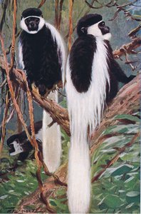 Guereza, illusztráció a világ vadvilágából, 1910 körül