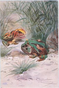 Horned Frog, a Wildlife of the World-ből, a Frederick Warne & Co kiadásában, 1900 körül alkotó: Wilhelm Kuhnert