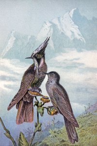 Kolibri maszk, 1910 körül (illusztráció) alkotó: Wilhelm Kuhnert