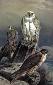 Hunting Falcon, c.1910 (illustration) alkotó: Wilhelm Kuhnert