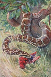 Indian Python, a Wildlife of the Worldből, amelyet Frederick Warne & Co adott ki, 1900 körül alkotó: Wilhelm Kuhnert