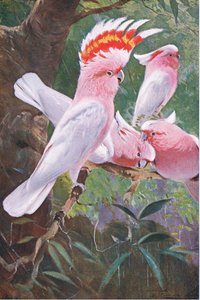 Leadbeaters Cockatoo, illusztráció: Wildlife of the World, 1910 körül