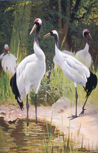 Manchurian Crane, a Wildlife of the Worldből, Frederick Warne & Co, 1900 körül