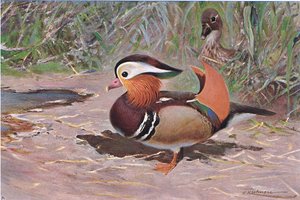 Mandarin Duck, a Wildlife of the Worldből, kiadó: Frederick Warne & Co, 1900 körül