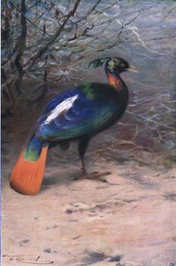 Monal, a Wildlife of the Worldből, Frederick Warne & Co., 1900 körül