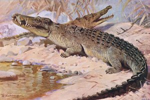 Nílusi krokodil, illusztráció a Wildlife of the World, 1910 körül