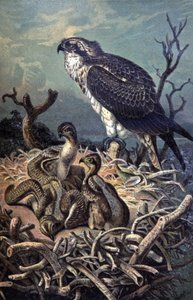 Osprey, 1910 körül (illusztráció) alkotó: Wilhelm Kuhnert