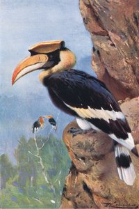 Pied Hornbill, a Wildlife of the Worldből, Frederick Warne & Co., 1900 körül