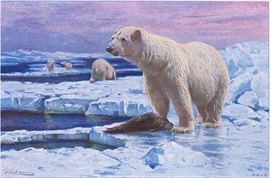 Jegesmedve, a Wildlife of the Worldből, Frederick Warne & Co., 1900 körül alkotó: Wilhelm Kuhnert