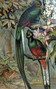 Quetzal resplendent, c.1910 (illustration) alkotó: Wilhelm Kuhnert