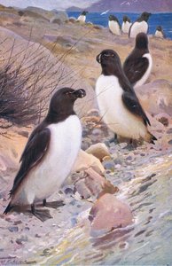 Razorbill, a Wildlife of the World-ből, Frederick Warne & Co., 1900 körül