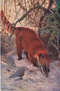 Red Coati, a Wildlife of the Worldből, Frederick Warne & Co, 1900 körül alkotó: Wilhelm Kuhnert