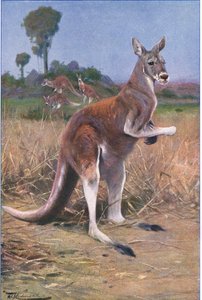 Vörös Kenguru, illusztráció a Wildlife of the World, 1910 körül alkotó: Wilhelm Kuhnert