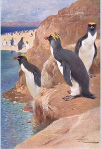Sziklapingvin, illusztráció a Wildlife of the World, 1910 körül alkotó: Wilhelm Kuhnert