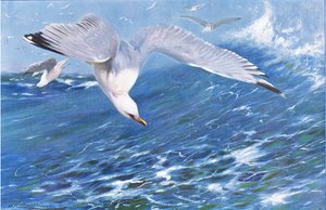Ezüstsirály, a Wildlife of the World-ből, Frederick Warne & Co., 1900 körül