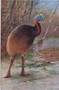 Single Wattled Cassowary, illusztráció a Wildlife of the World, 1910 körül