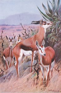 Springbok, illusztráció: Wildlife of the World, 1910 körül alkotó: Wilhelm Kuhnert