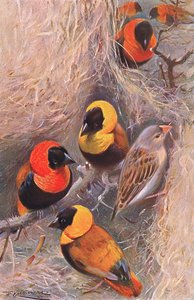 Weaver Birds, illusztráció: Wildlife of the World, 1910 körül