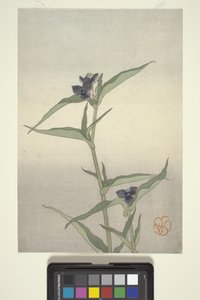 Virágtanulmány, 1908 körül (színes fatömbnyomat) alkotó: Wilhelmina Seegmiller
