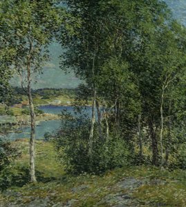 Nyírfacsalád, 1907.