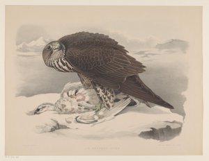Gyrfalcon ptarmigannal Le gerfaut sors (cím a tárgyon) alkotó: Willem Bastiaan van Wouw