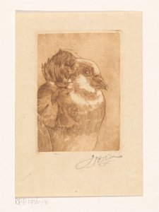 Egy galamb tanulmányozása alkotó: Willem Hendrik Bik (signed by artist)
