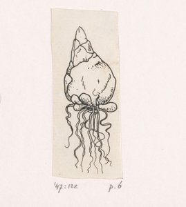 virághagymát alkotó: Willem Wenckebach