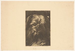 Phoebus kutya alkotó: Willem Arnoldus Witsen