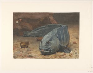 Farkashal az akvárium alján alkotó: Willem Arnoldus Witsen