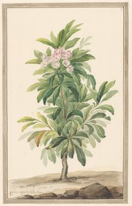 Smalbladige lepelboom tájban (Kalmia Angustifolia)