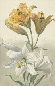 Sárga és fehér liliomok. 1780 körül