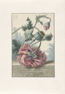 Pipacsok Címnyomat: W. van Leen és J.C. & IGEN. Coebergh, Maratott virágok, 1804