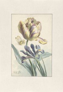 Tulipán és írisz