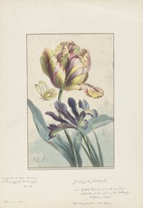 Tulipán és írisz alkotó: Willem van Leen