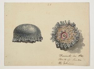 WD 961 f.21 alkotó: William Alexander