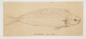 WD 961 f.24 alkotó: William Alexander