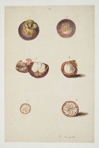 WD 961 f.25 alkotó: William Alexander