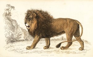 afrikai oroszlán, Panthera leo. Sebezhető. ,1834 (metszet)