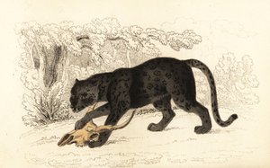 Fekete jaguár, Fanthera pardus., 1834 (metszet)
