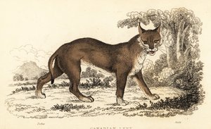 Kanadai hiúz, Lynx canadensis.,1834 (metszet) alkotó: William Alexander Forbes