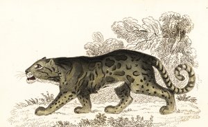 Felhős leopárd, Neofelis nebulosa., 1834 (metszet)