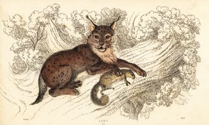 Eurázsiai hiúz, Lynx lynx.,1834 (metszet)