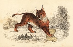 Eurázsiai hiúz, Lynx lynx.,1834 (metszet) alkotó: William Alexander Forbes