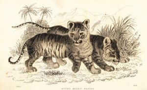 Hibrid oroszlán és tigris kölykök. ,1834 (metszet) alkotó: William Alexander Forbes