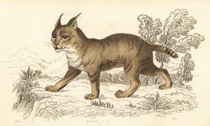 Dzsungel macska, Felis chaus. ,1834 (metszet)