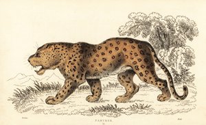 Leopárd, Panthera pardus, sebezhető.,1834 (metszet) alkotó: William Alexander Forbes