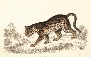 Ocelot, Leopardus pardalis., 1834 (metszet)