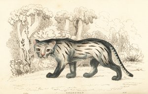 Pampa macska vagy pantanal, Leopardus colocola. ,1834 (metszet)