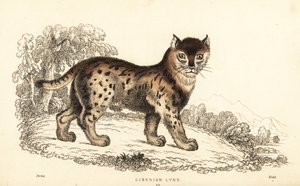 Szibériai hiúz, Lynx lynx wrangeli (Felis lynx).,1834 (metszet)